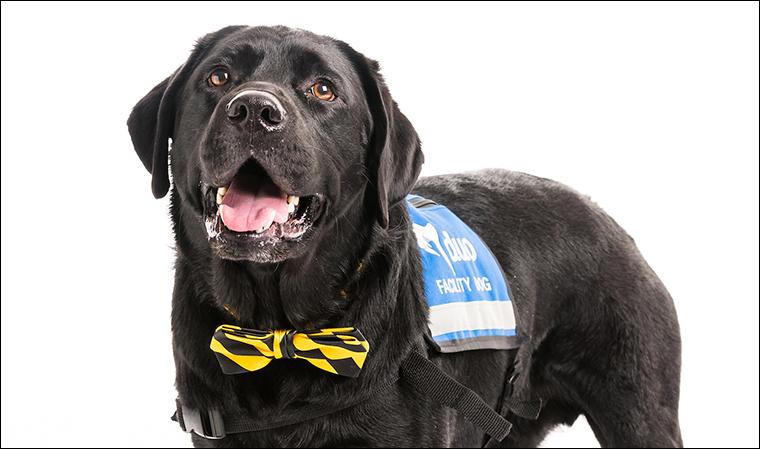 Black lab therapy dog fashion